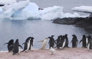 penguins